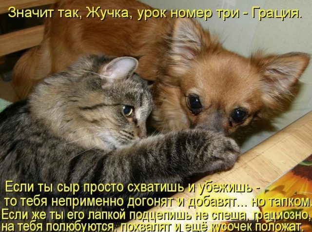 Смешные Животные Фото Котов