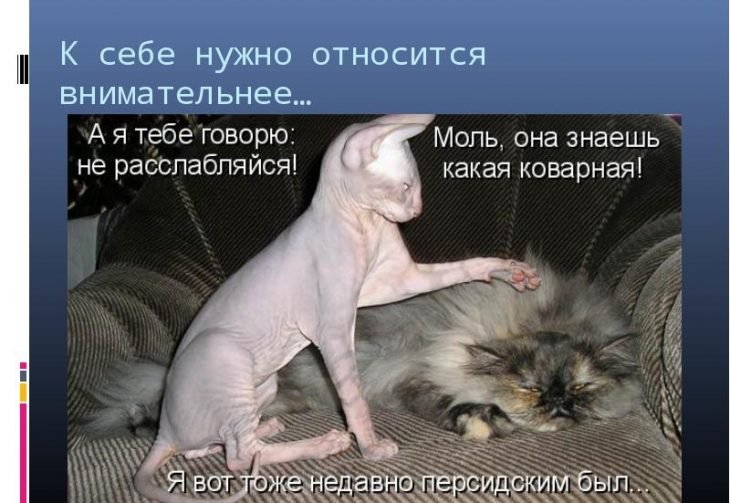 Котомания фото с прикольными надписями