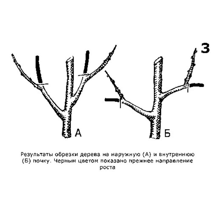 Обрезать. Общая схема обрезки плодовых деревьев. Принципы обрезки плодовых деревьев схема. Обрезка плодовых деревьев весной яблони. Схема обрезки яблони весной.