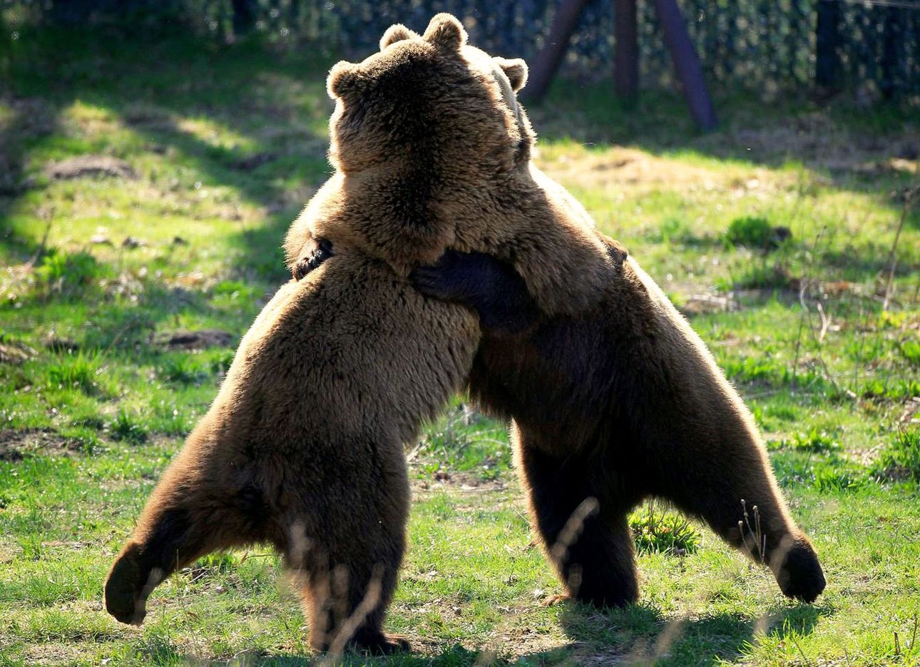 Смешные картинки с медведями (95 фото) .