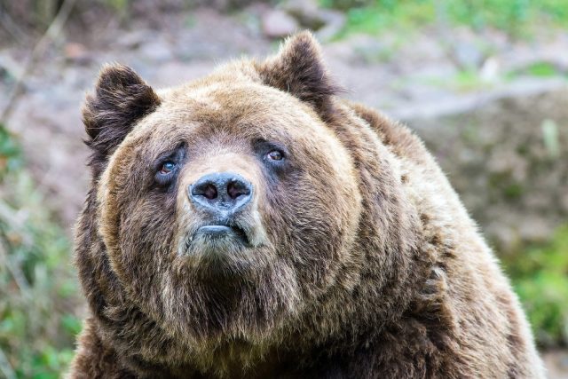 Медведь с коробом на спине картинки