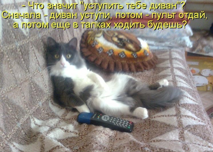 Смешные коты и кошки картинки с надписями до слез