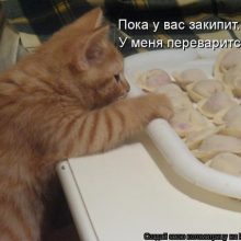 Π‘ΠΌΠ΅ΡΠ½ΡΠ΅ ΠΊΠ°ΡΡΠΈΠ½ΠΊΠΈ ΠΏΡΠΎ ΠΏΠ΅Π»ΡΠΌΠ΅Π½ΠΈ (27 ΡΠΎΡΠΎ)
