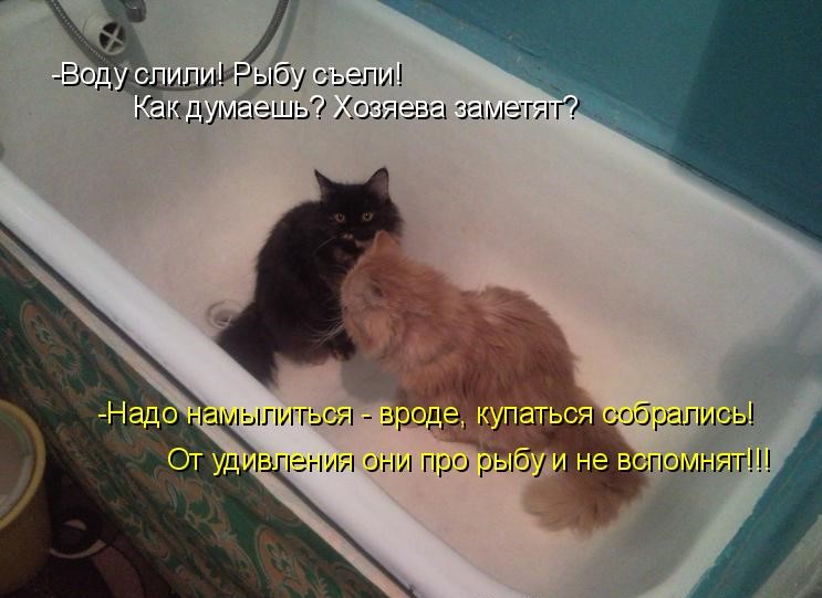 Смешные котики с надписями до слез. Котики смешные с надписями до слез. Смешные котики с надписями до слёз. Ржачные коты до слёз с надписями. Кот купается с прикольными надписями.