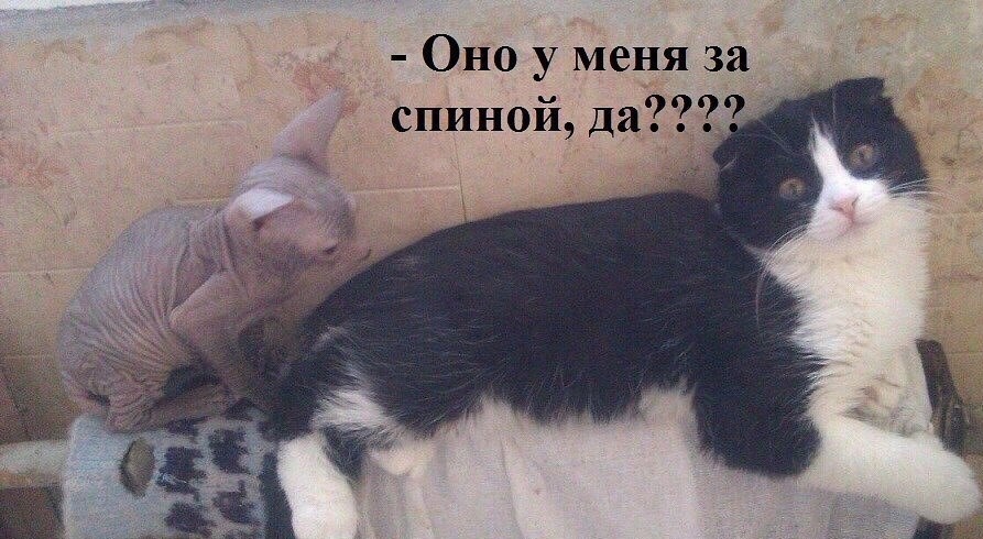 Смешные коты и кошки картинки с надписями до слез