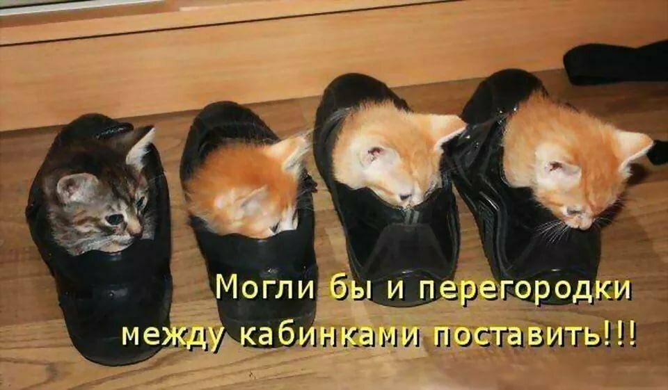 Коты картинки смешные с надписями до слез и кошки смешные