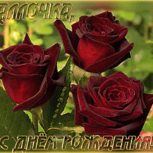 ΠΡΠ°ΡΠΈΠ²ΡΠ΅ ΠΊΠ°ΡΡΠΈΠ½ΠΊΠΈ Π‘ ΠΠ½Π΅ΠΌ Π ΠΎΠΆΠ΄Π΅Π½ΠΈΡ ΠΠ»Π»Π° (65 ΡΠΎΡΠΎ)