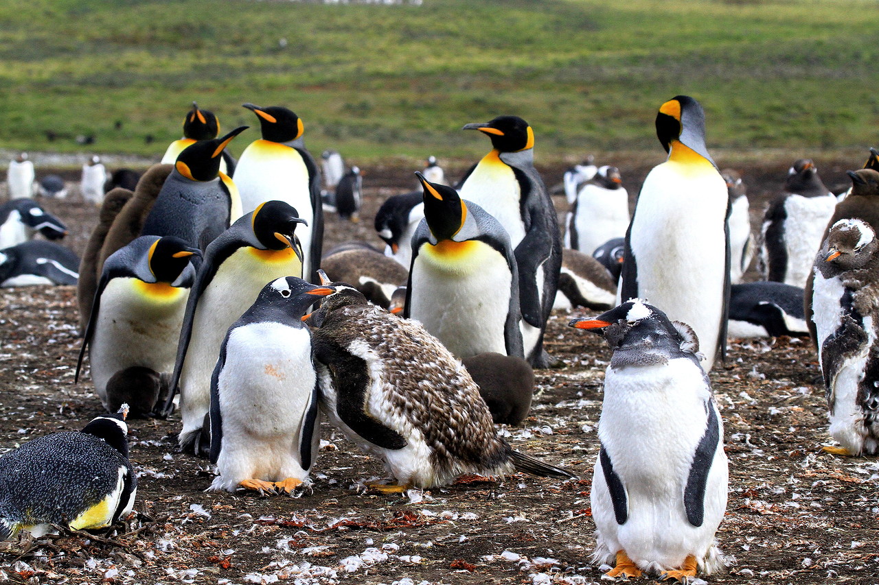 Фото Пингвина В Хорошем Качестве
