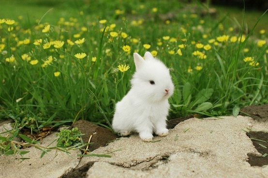 Милые кролики арт (72 фото)