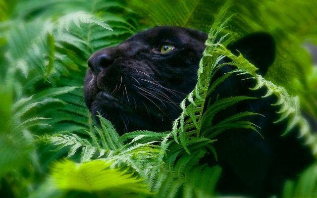 Фото Пантеры Черной Красивые С Зелеными Глазами