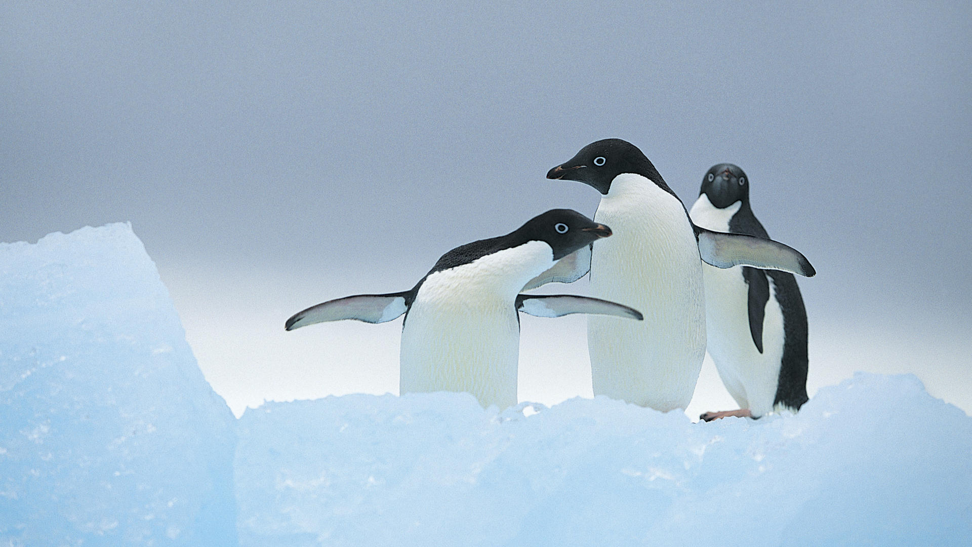 Красивые картинки пингвинов (30 фото) .