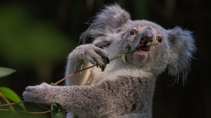 Мокрая коала страшная картинка