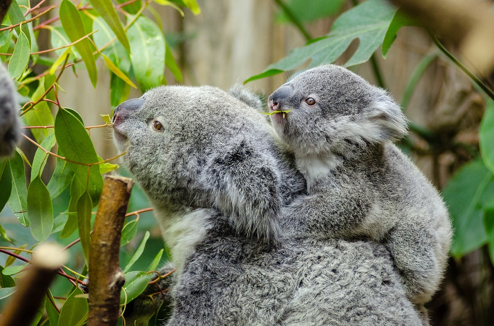 Коала фото цветок уличный