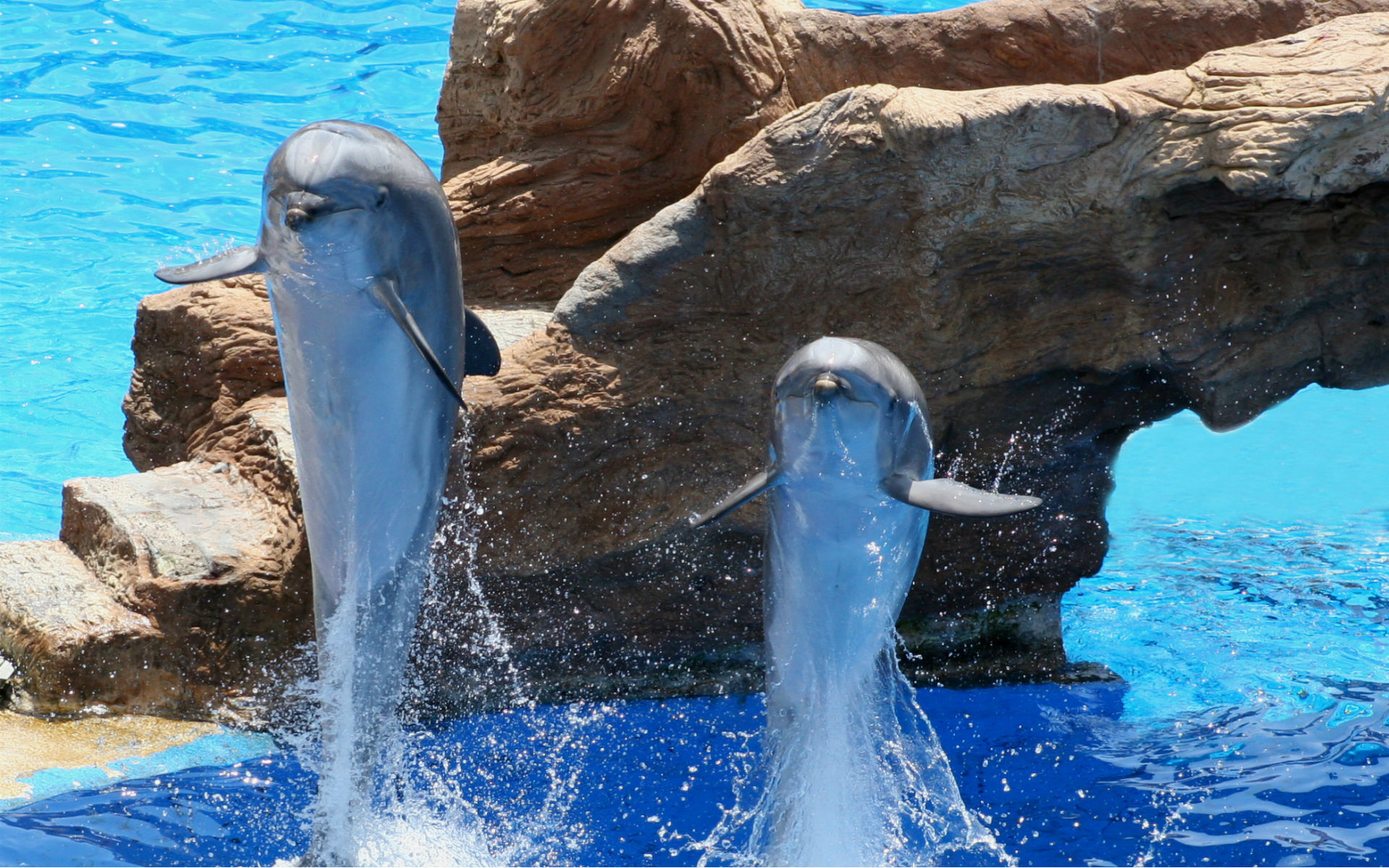 Водопад море дельфины