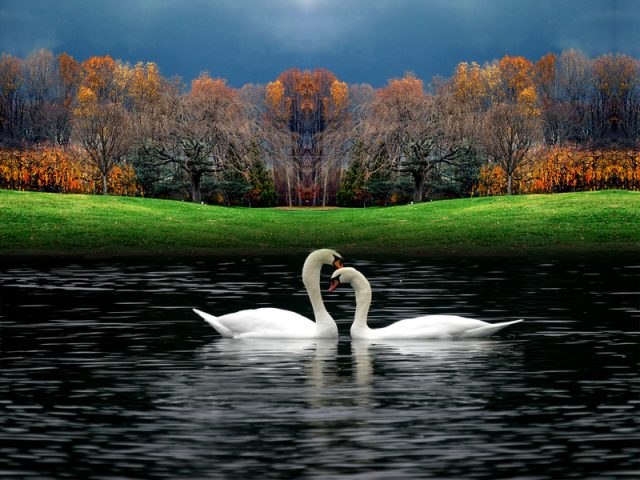 Лебеди Осенью Фото