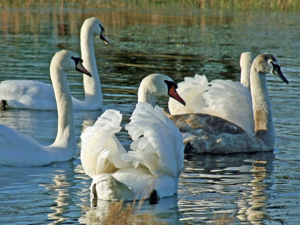 Белые лебеди на озере. Лебедь. Белый лебедь. Красивые лебеди. Лебеди на озере.