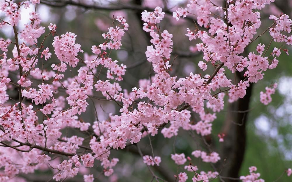 Сакура цветы фото картинки