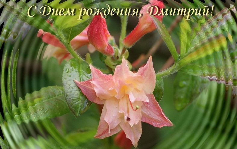 С Днем Рождения Дмитрий Картинки Красивые