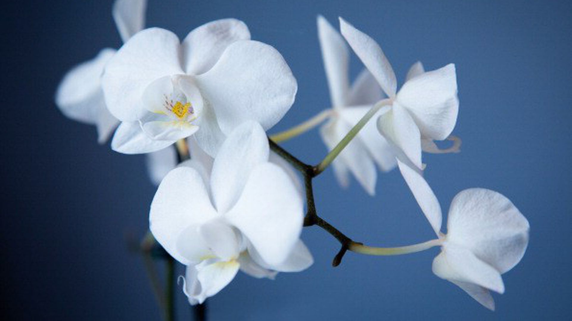 Орхидея белая королевская фото