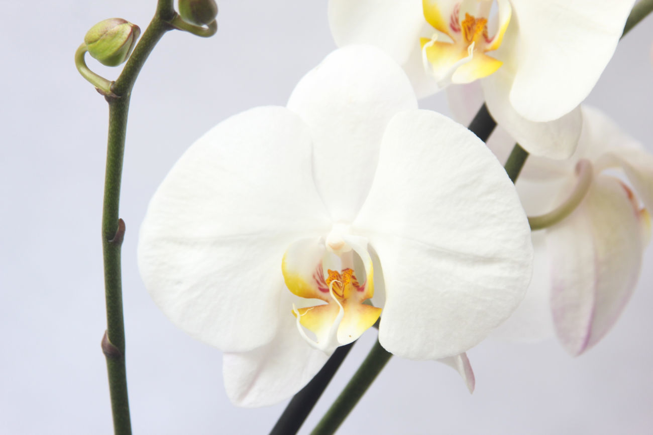 Орхидея грин пикси фото и описание