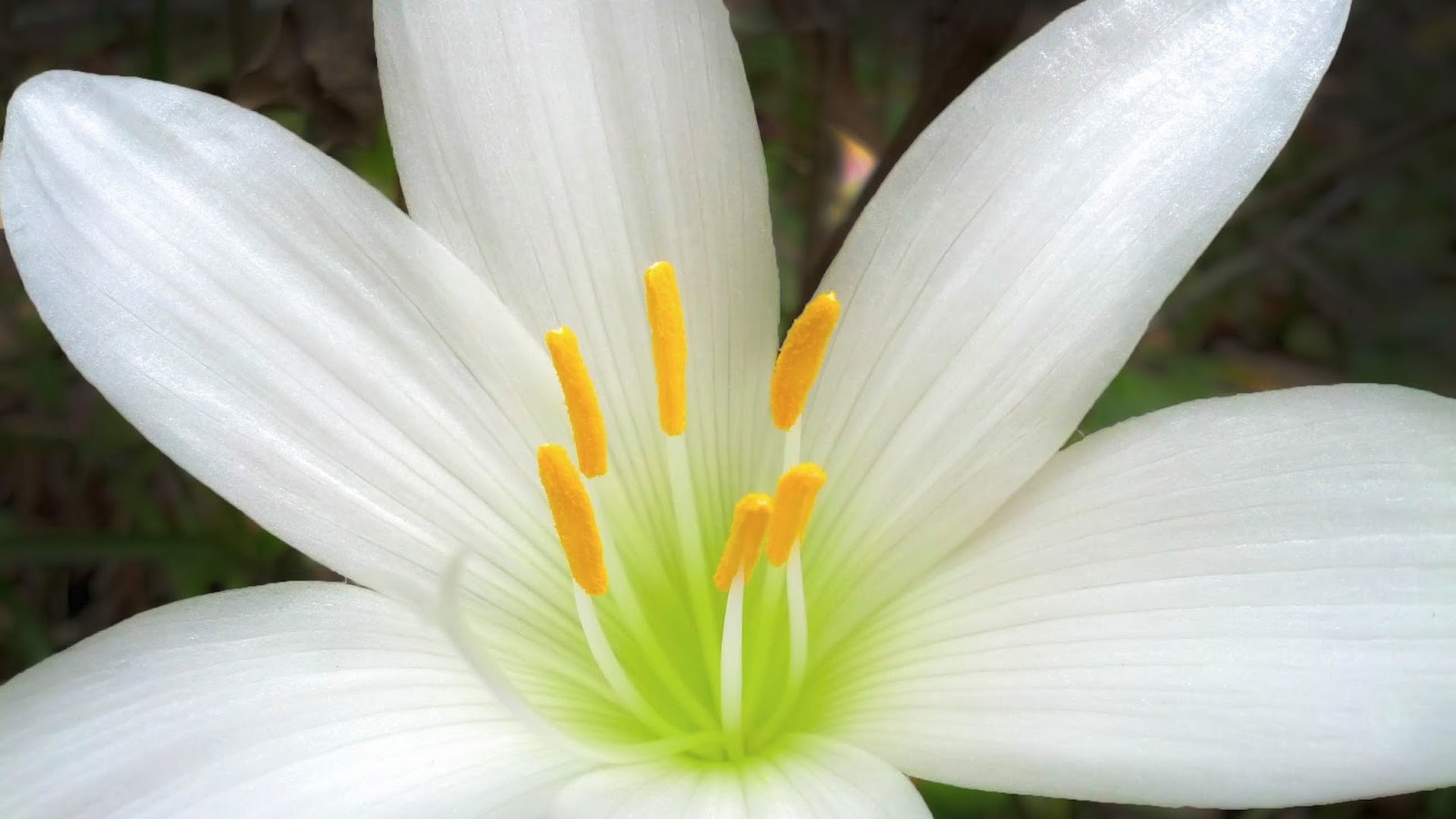 Лепестки белой лилии