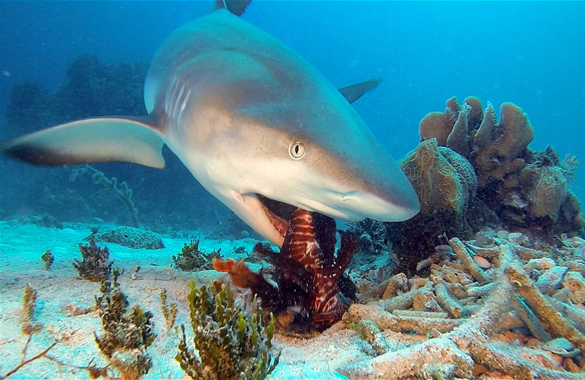 Большая морская акула. Песчаная рифовая акула. Белоперая рифовая акула. Карибская рифовая акула. Серая рифовая акула.