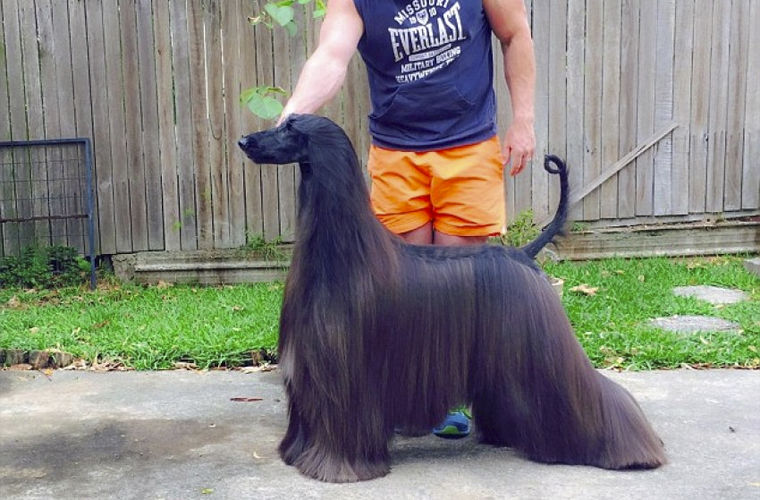 Собака у которой волосы а не шерсть название фото