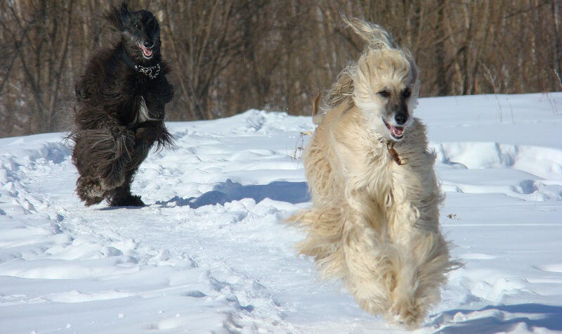 Собака афганская борзая фото