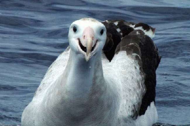 Бархотки альбатрос фото