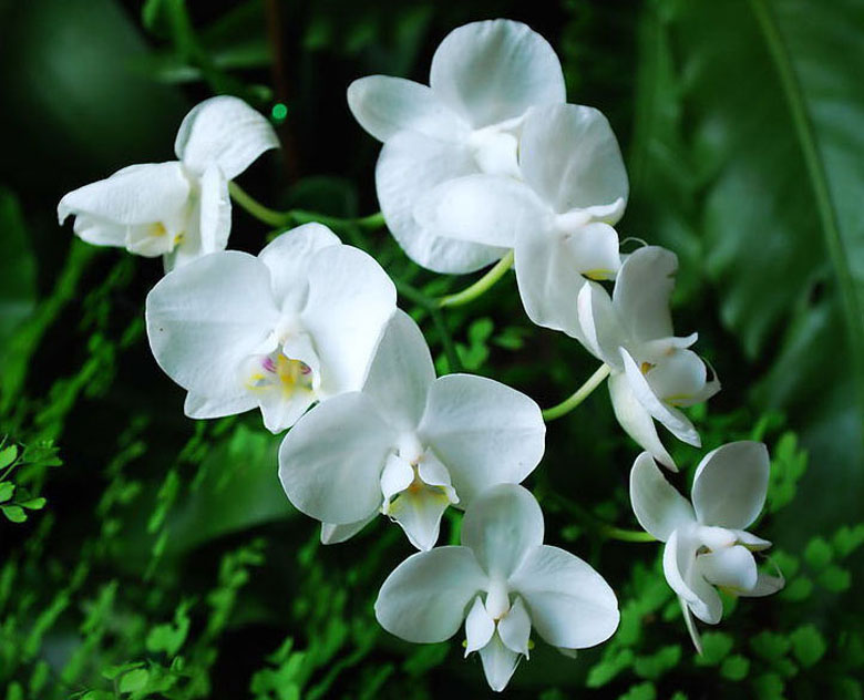 Орхидея белая с красной серединкой название фото