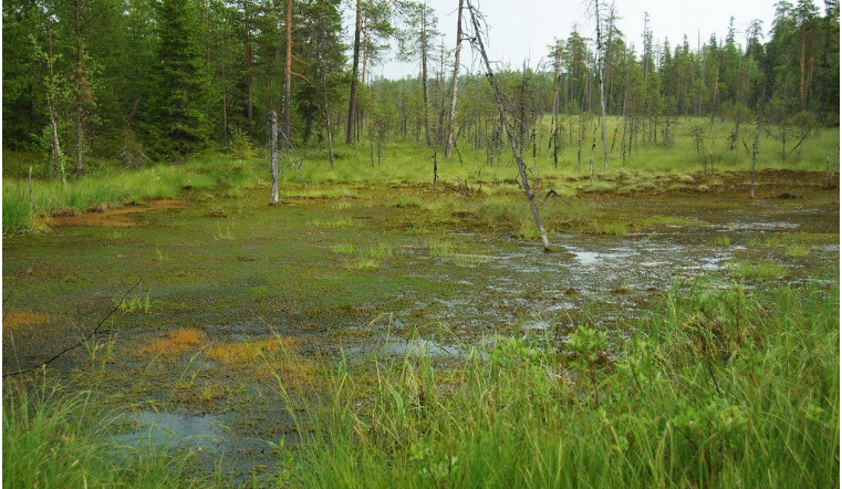 Утиное болото закамск фото