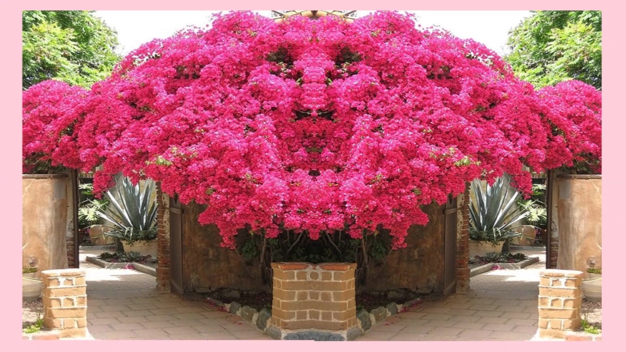 Бугенвиллия цветок фото садовая