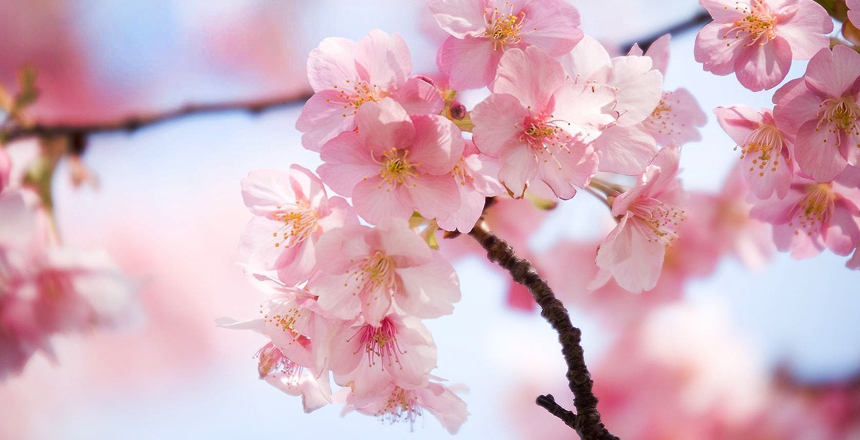 Цветы сакуры картинки красивые