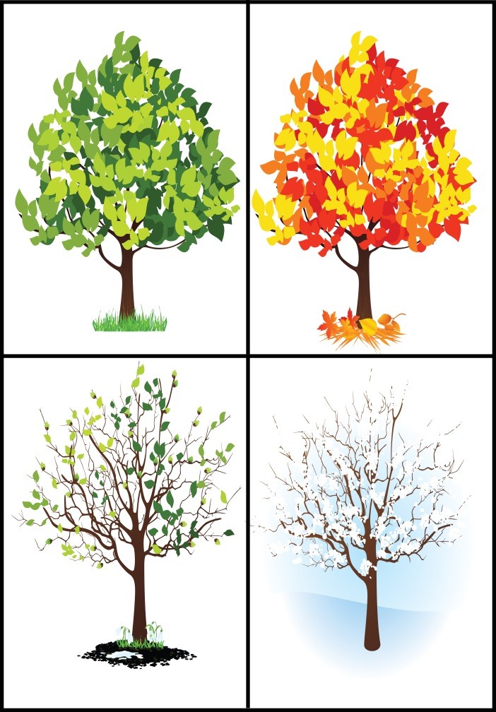 Угадай месяцы. Дерево в разные времена года. Иллюстрации с изображением времен года. Времена года для детей.