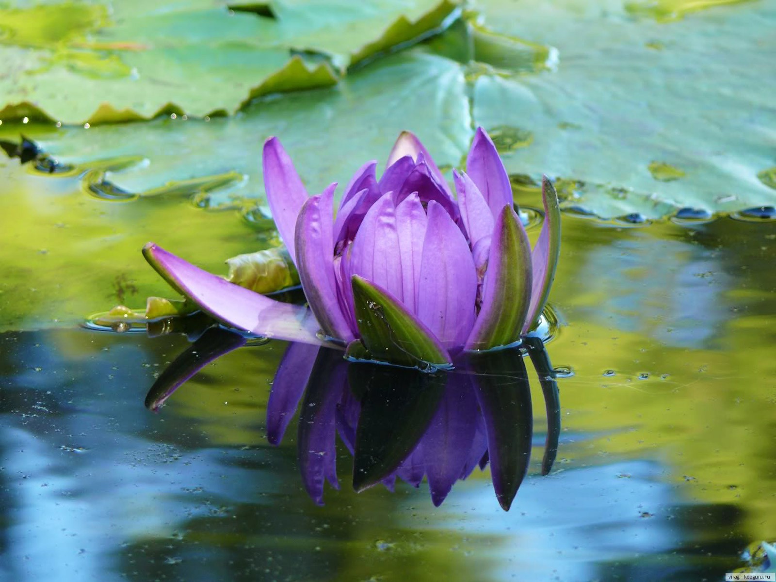 Картинки водяная лилия (41 фото) 🔥 Прикольные картинки и юмор