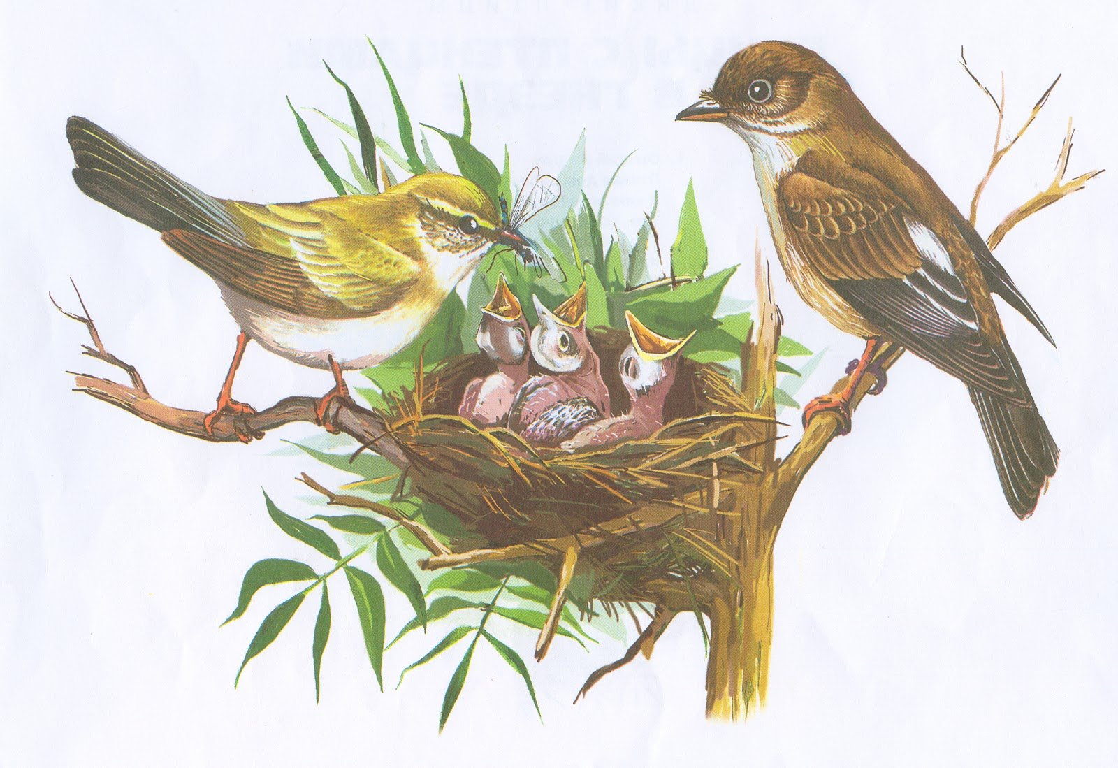 Картинки птиц прилетающих весной для детей