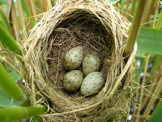 Яйца сойки фото в гнезде