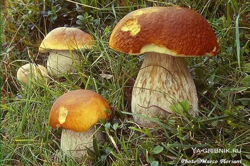 фото грибы в лесу летом