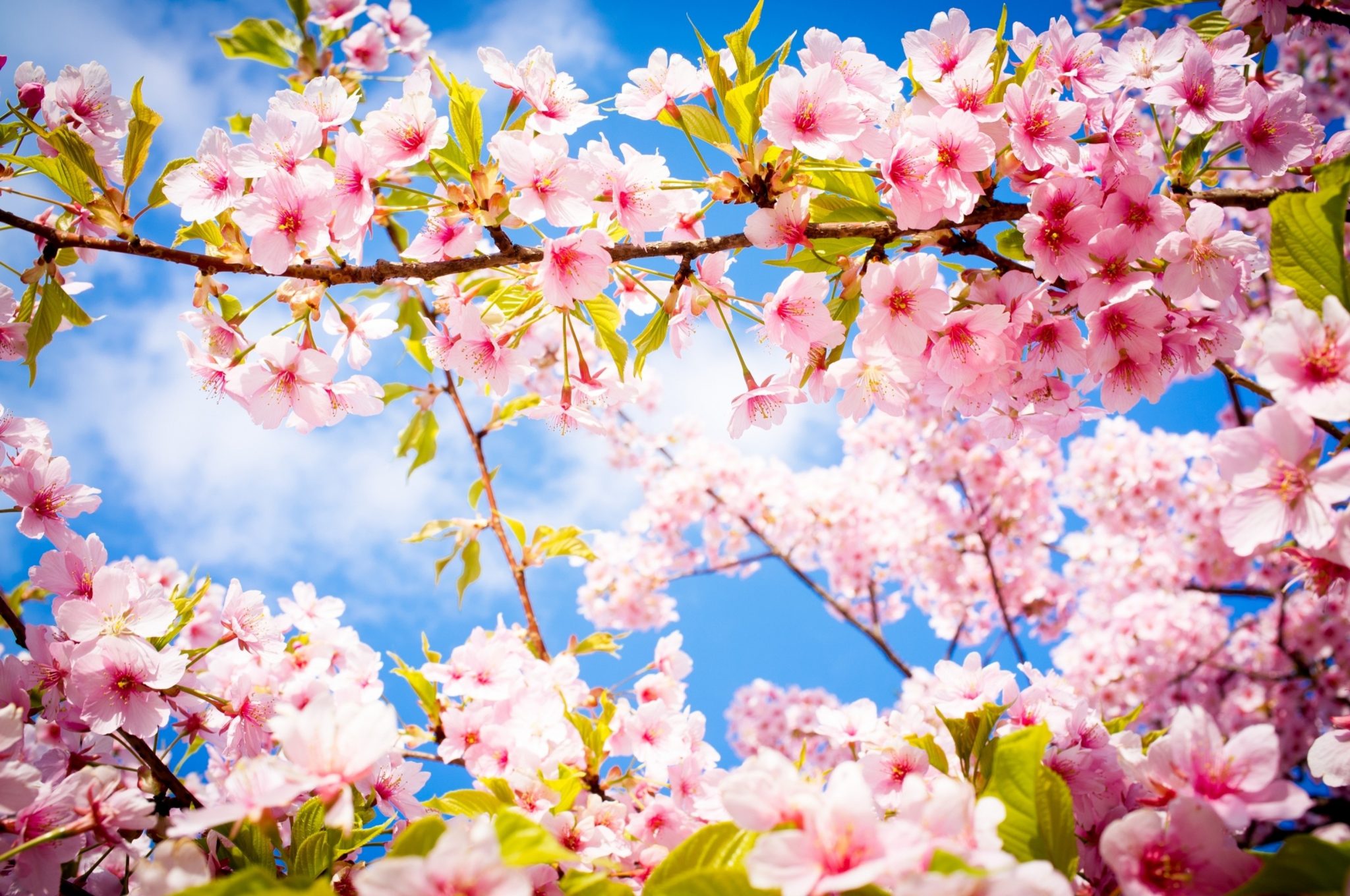 картинки на телефон красивая природа весна