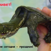 Красивые картинки с Всемирным днем черепахи (18 фото)
