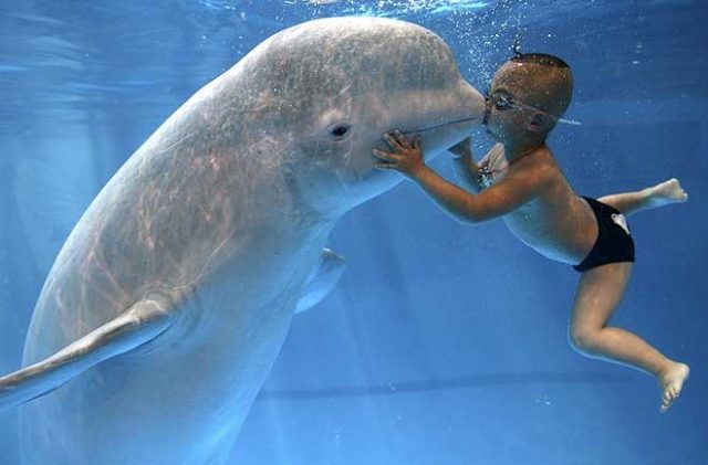 23 июля всемирный день китов и дельфинов открытки