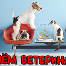 Красивые картинки с Днем ветеринара 2020 (20 фото)