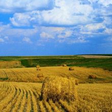 Красивые картинки с Днем работников сельского хозяйства Украины 2019 (11 фото)
