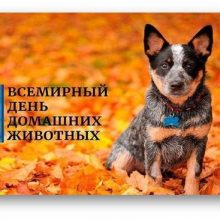 Красивые картинки с Всемирным днем домашних животных 2020 (22 фото)