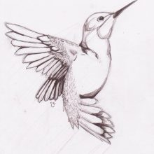 Рисунки птиц для срисовки (22 фото)