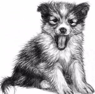 Нарисовать собаку и кота карандашом. Рисование собаки поэтапно для детей