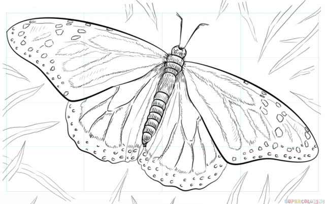 monarch butterfly 0 how to draw Домострой