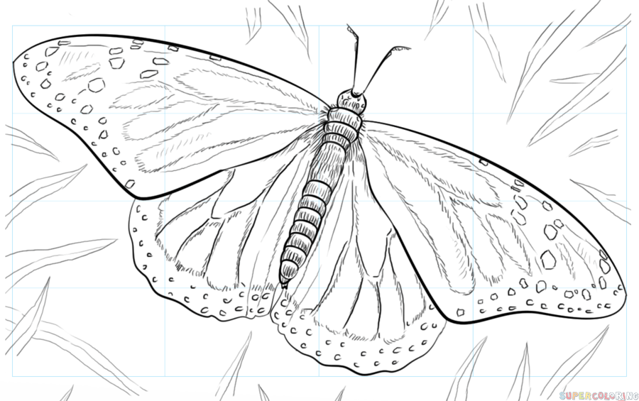 Большая бабочка рисунок карандашом