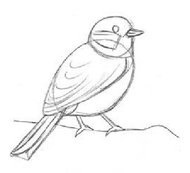 Как нарисовать птицу карандашом сложно