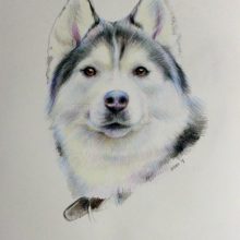 Рисунки хаски для срисовки (15 фото)